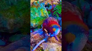 Smart Parrots 🦜 #smartparrot #nicevideo #2023video