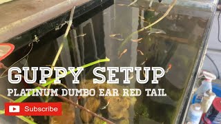 PLATINUM DUMDO EAR RED TAIL | PDERT GUPPY | GUPPY SETUP | V0475