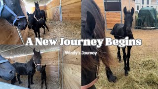 Our Foal's First days {Windy's Journey}