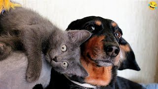 Funny ANIMALS videos 😂 Funniest CATS 😺 and DOGS 🐶 2024