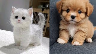 Funny Pets and Cute Animals-17 😂😻/Best Dog and Human Moments!🐶😊