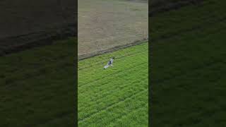 Błotniak stawowy... Pojezierze Drawskie 10.04.23. #shortswild #short #dronevideo #polska #birds