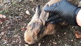 The moment the rabbit becomes liquid