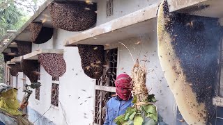 Honey Harvesting - Bee Master in Taiwan Ep-177 By Sarvaivel Rad