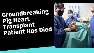 Groundbreaking Pig Heart Transplant Patient Has Died | Science News