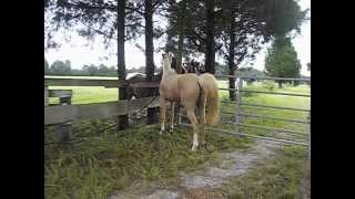 Amazing video of mare interacting with stallions for the first time!