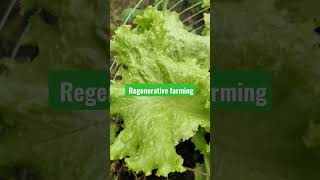 Regenerative farming #safefood #foodsustainability #organicfarming #savetheearth