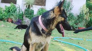 Mother Garman shepherd #cute baby's Garman shepherd #My cute puppies 🐕‍🦺🐕🐕