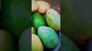 Different Mangoes at Loreza #mangoes #mango #fruit #fruits #viral #shorts #short #shortvideo #yt