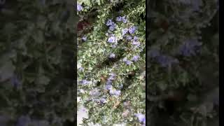 Honey bee on rosemary