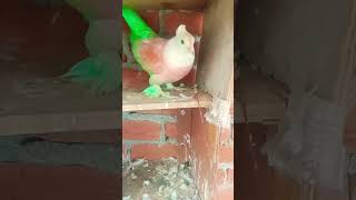 Pigeon video#viral#YouTube short video#please kaise uska HD channel bahut down ja raha hai please 🥺