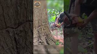 Mahogany Tree Felling - Part 1  #shortsvideo #shorts  #woodworking #world