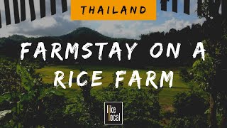 Farmstay on a Rice Farm - Thailand