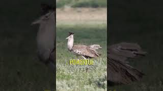 The Snake-Slaying Skills of the Secretary Bird #shorts #animalfacts