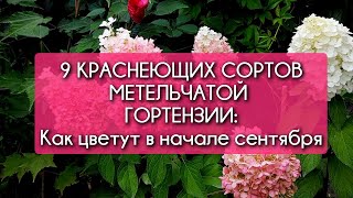 9 краснеющих сортов метельчатой гортензии: как цветут в начале сентября