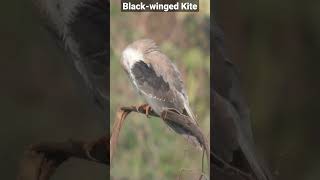 Getting ready to hunt. #shortsfeed #shortsvideo #shortsyoutube #shorts #short #trending #kite #birds