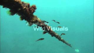 Underwater: Squid at Heron Island