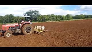 MF 290 advanced 4x2 plantando milho 2024