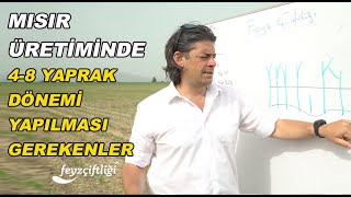 Mısır üretiminde yüksek verimin sırrı 2. bölüm 4-8 yaprak dönemi