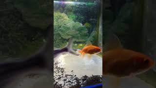 aquarium setup #shorts #trending #viral