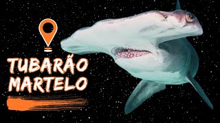 FATOS INTERESSANTES SOBRE O TUBARÃO MARTELO E SUAS CARACTERISTICAS UNICAS