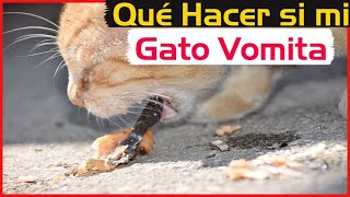 Qué hacer si mi gato vomita