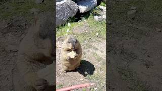 Chubby and Adorable Himalayan Marmot Eating Cookies #cutemarmot #marmot #marmota #marmotta #animals