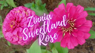 Zinnia Sweetland Rose Flowers 🌸🌿 | Blooming Flowers at the Garden Farm 🌹 | vlog #17