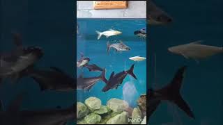 Shark fish 🐠🐋🐟 #youtubeshorts #shorts #short #trending #viral