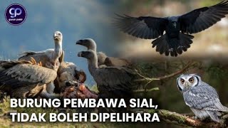 Wajib Dihindari & Tidak Boleh Dipelihara, Beberapa Burung Pembawa Sial!