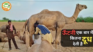 👍#Live Milking of #Camel👍ऊंटनी एक बार में कितना दूध देती है 👍(Monu 9812677706)👍