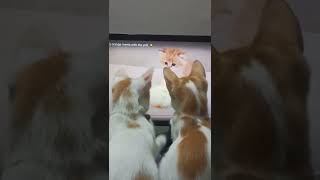 My kitties are excited to watch another kitty!