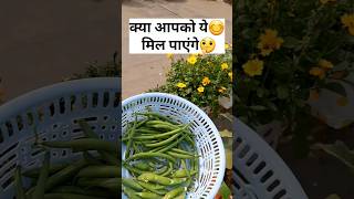 Grow Your Own Organic Vegetables at home | #trending #shorts #garden #youtubeshorts