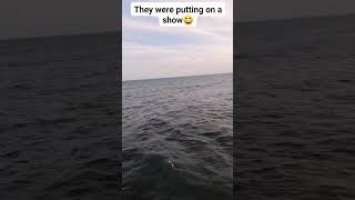 WOW 😳 It was so many of them ‼️ #dolphinwatching #shorts #dolphins