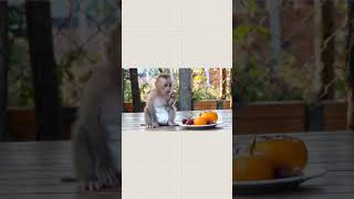 HORA DO LANCHE - MACAQUINHO FOFO E DIVERTIDO