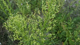 Злинка канадська, або пушняк (Erigeron canadensis). Бур'яни.