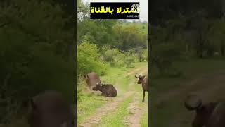 شجاعة الجاموسة في انقاذ صغيرها من مخالب الاسد