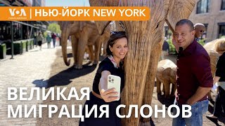 Жизнь выгульщика собак. Урны для пиццы. Коктейль из компоста. НЬЮ-ЙОРК NEW YORK