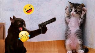 When Cats Are So Silly 😹 I will die laughing 😍🐈 Best Funny Videos compilation Of The Month 🐈