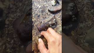 Aggressive Crab🦀😬😨Hide in nature....🦀#nature #shorts#youtube shorts  #fishing #viral #trending