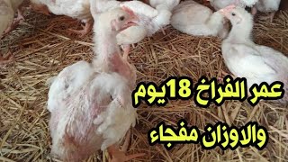 ١٨يوم عمر الفراخ البيضاء والاوزان رهيبة بفضل الخلطات والسر عند ام روفان....