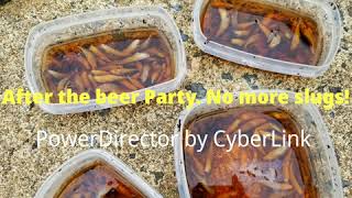 Rid of Snails and Slugs with Beer