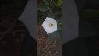 भगवान शिव का प्रिय फूल Datura Flowers 🌷