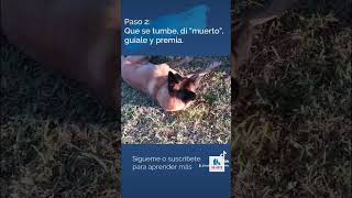 Cómo enseñar a un perro🐶 a hacerse el muerto ☠️. Paso a paso.