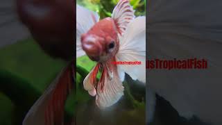 Dumbo Ear Betta #dumboearbetta #bettafish #bettaholic #betta #aquariumhobbyist #freshwater #fishtank