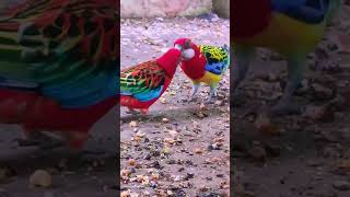 Dheere Dheere Pyar Ko Badhana Hai Had Se Gujar jana hai#birds #rosella #parrot vlogs 🙏 subscribe