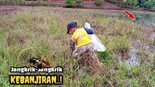 Berburu Jangkrik di Sawah Yang Terendam Banjir