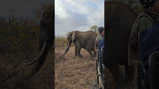 MASSIVE MAJESTIC MAMMAL #wildlife #latestsightings #krugersightings #krugernationalpark #southafrica