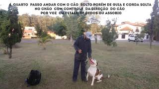 Como ensinar seu cão  a andar solto do seu lado???