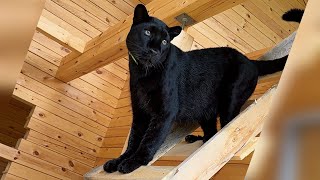 Building a house for a new resident with Luna the panther 😁(ENG SUB)